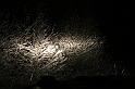 Pierwszy snieg 004